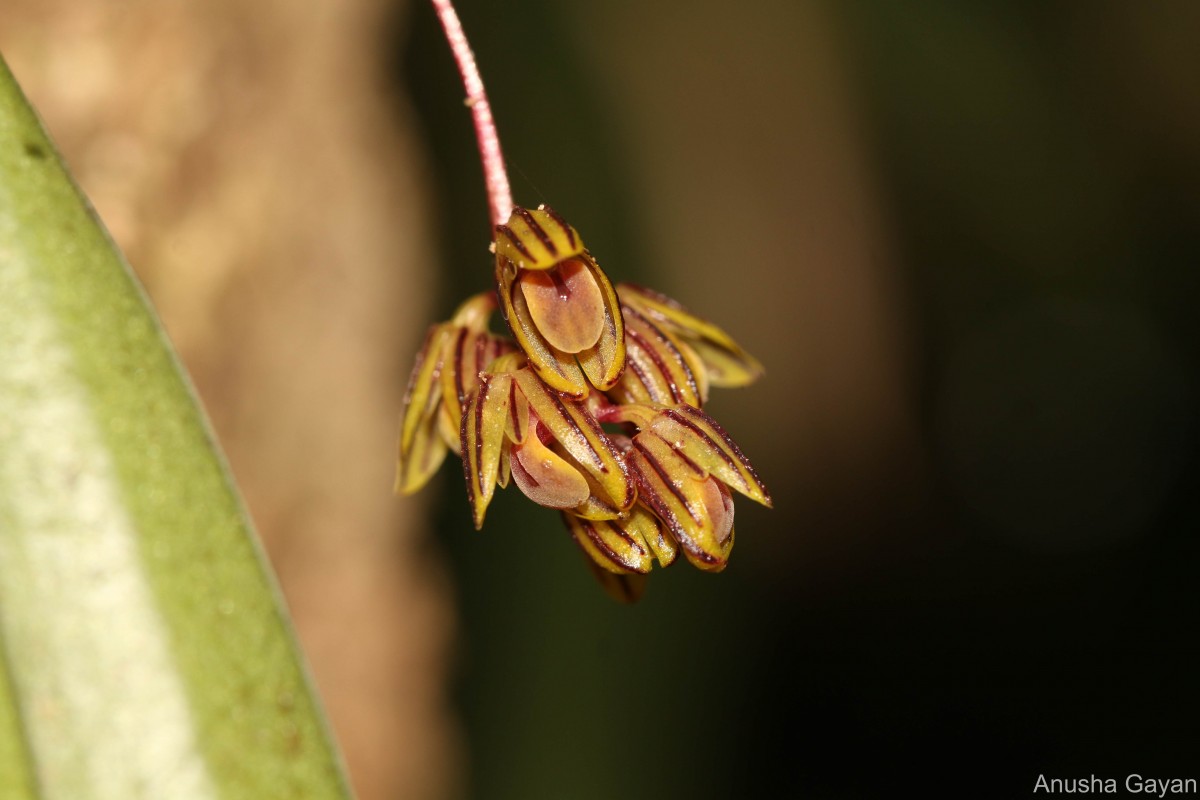 Bulbophyllum petiolare Thwaites
